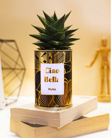 Ciao Bella - Cactus -...