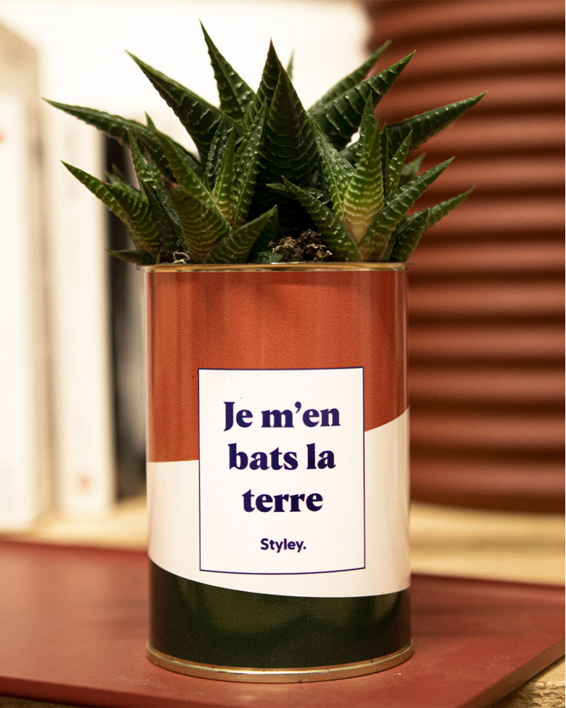 Je m'en bats la terre - Plante grasse I