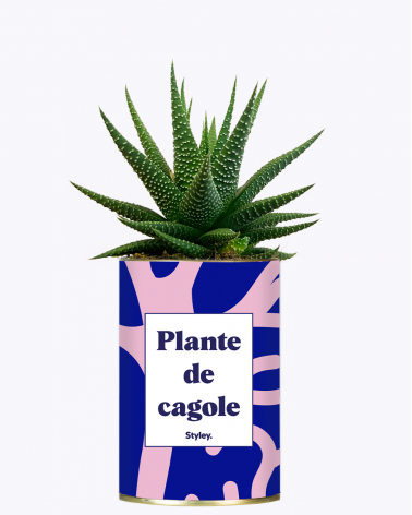 Plante de cagole - Cactus