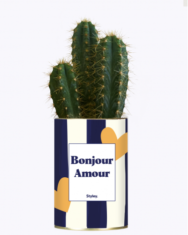 Bonjour Amour - Cactus