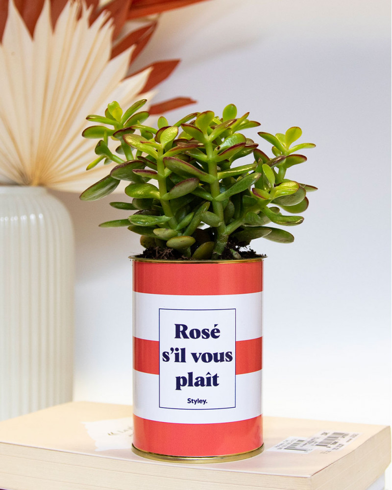 Rosé s'il vous plait - Plante grasse I