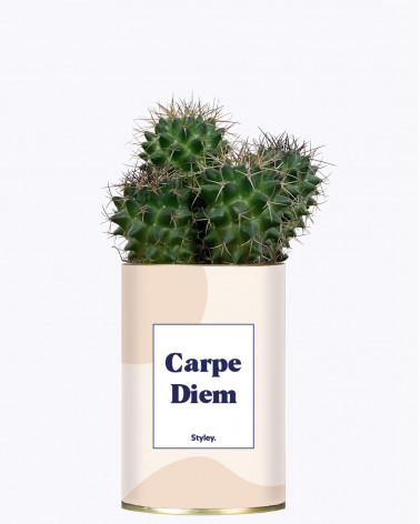 Carpe Diem - Cactus