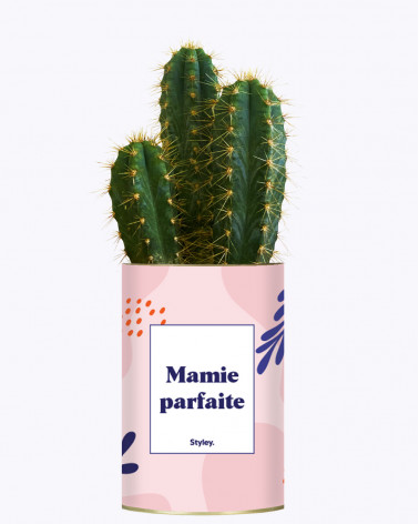 Mamie parfaite - Cactus