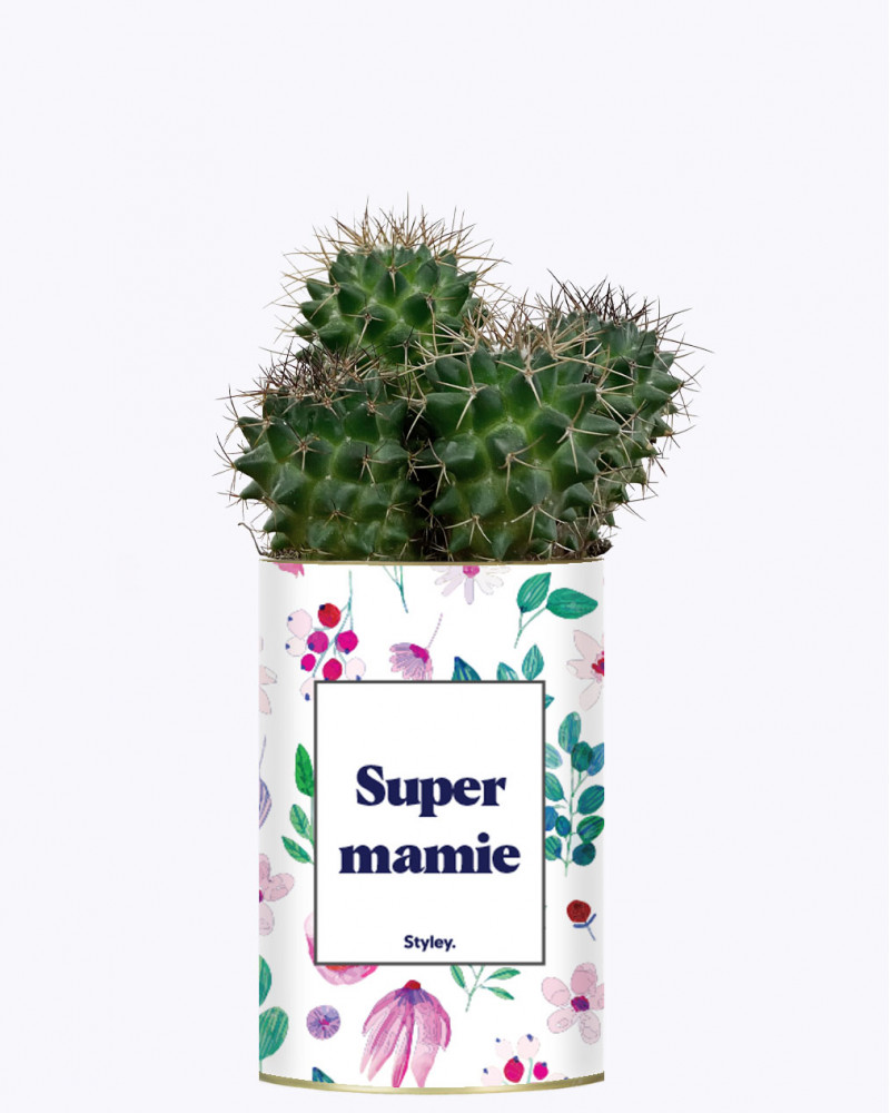 Super mamie - Plante grasse I