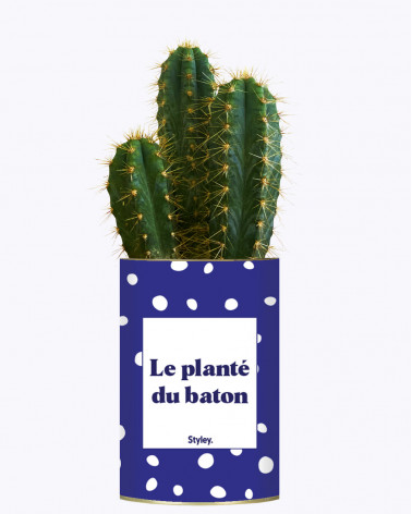 Le planté du baton - Cactus