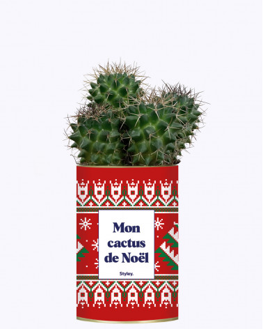 Mon cactus de Noël - Cactus