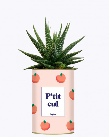 P'tit cul - Cactus