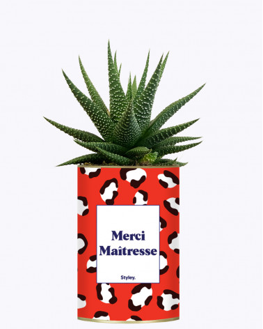 Merci Maîtresse - Cactus