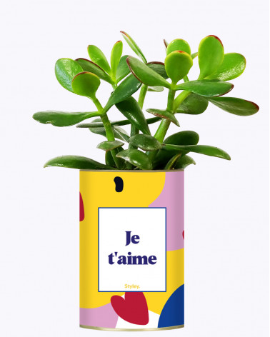 Je t'aime - Cactus