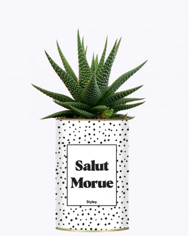 Salut morue - Cactus