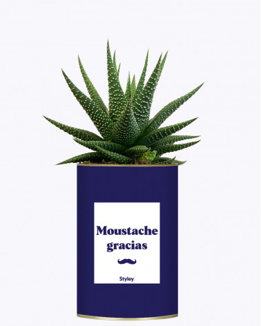 Moustache Gracias - Cactus