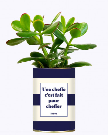 1pc Cactus Design Chat Plante Chat Herbe Grandir Jardinière - Temu France