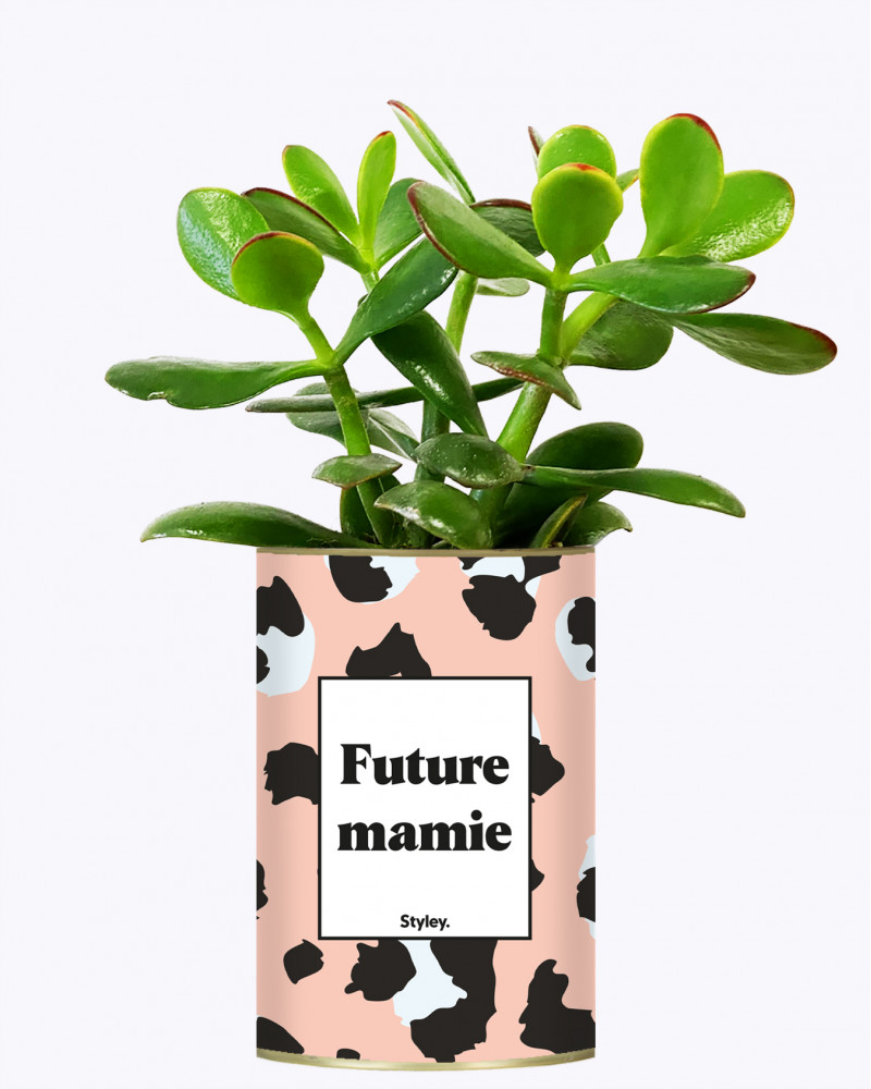 Future mamie - Plante grasse I