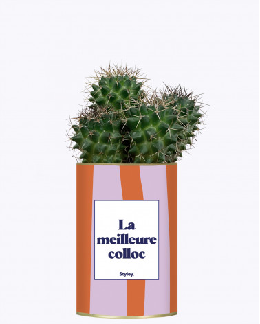 La meilleure colloc - Cactus