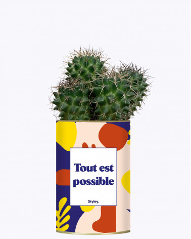 Tout est possible - Cactus