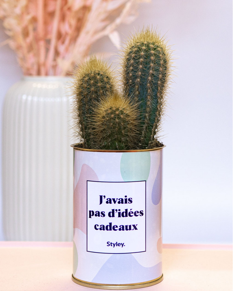 Les succulentes, le cadeau du moment à offrir à vos invités en