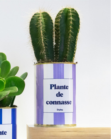 Plante de connasse - Plante