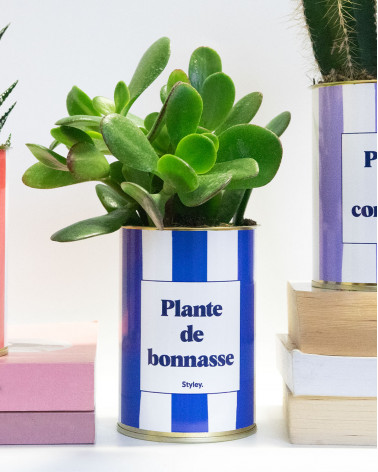 Plante de bonnasse - Plante