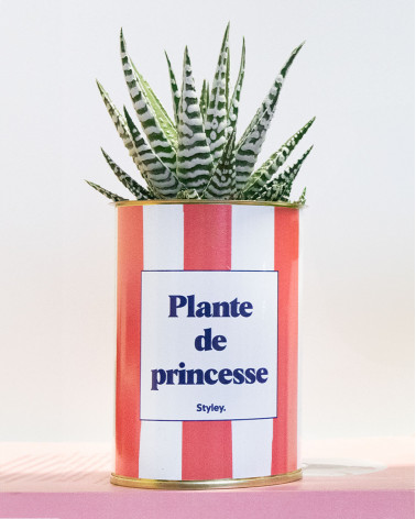 Plante de princesse - Plante