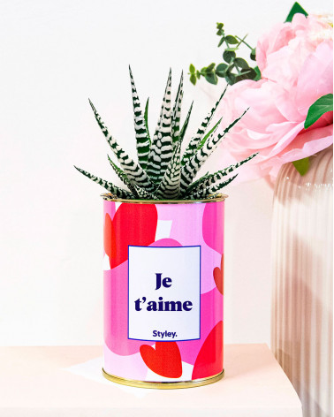 Aime - Saint Valentin - Cactus