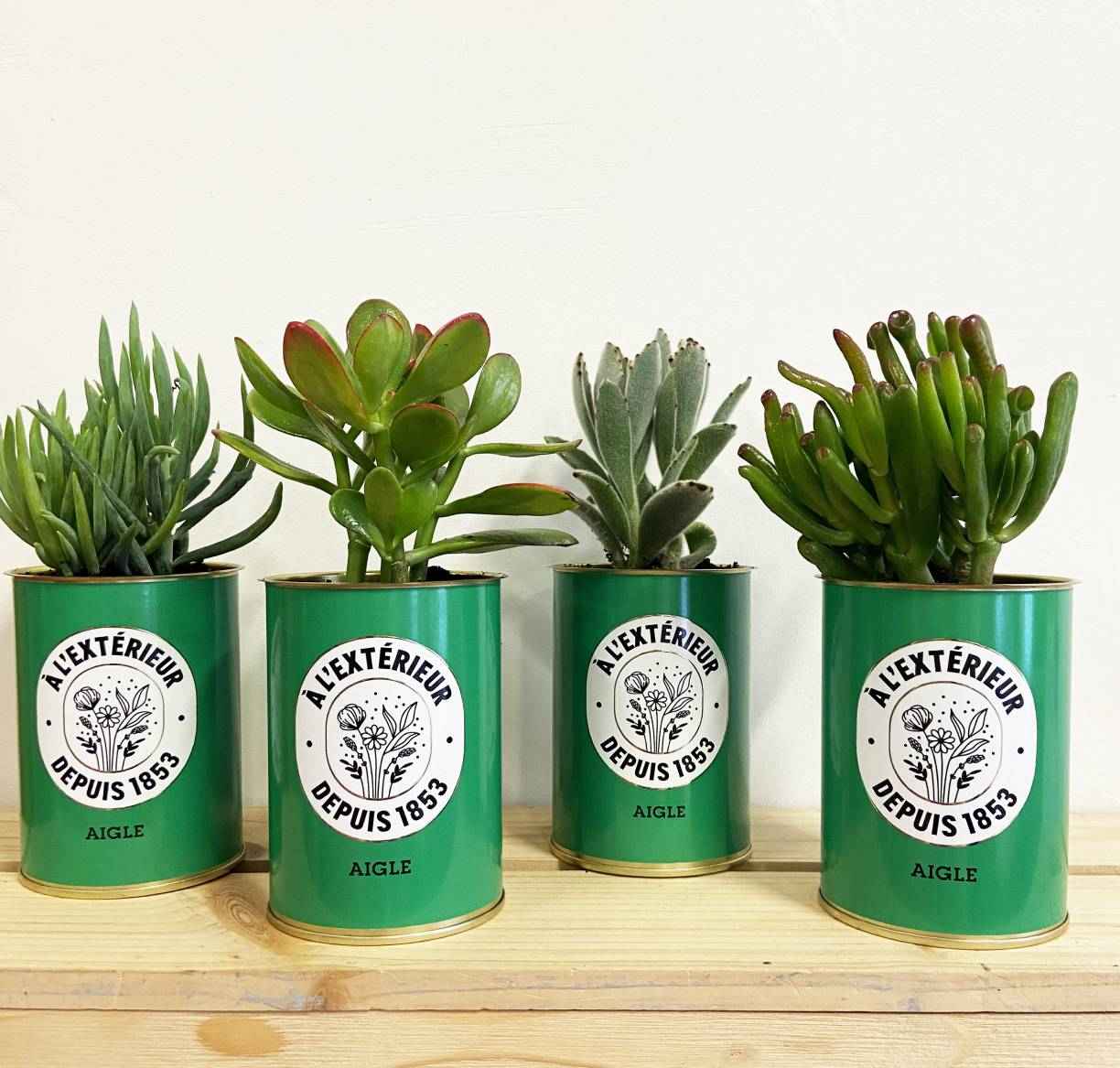 Comment booster la cohésion en entreprise avec des plantes personnalisées