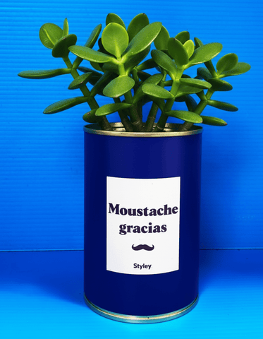 Tout savoir sur la crassula, cette plante succulente dépolluante