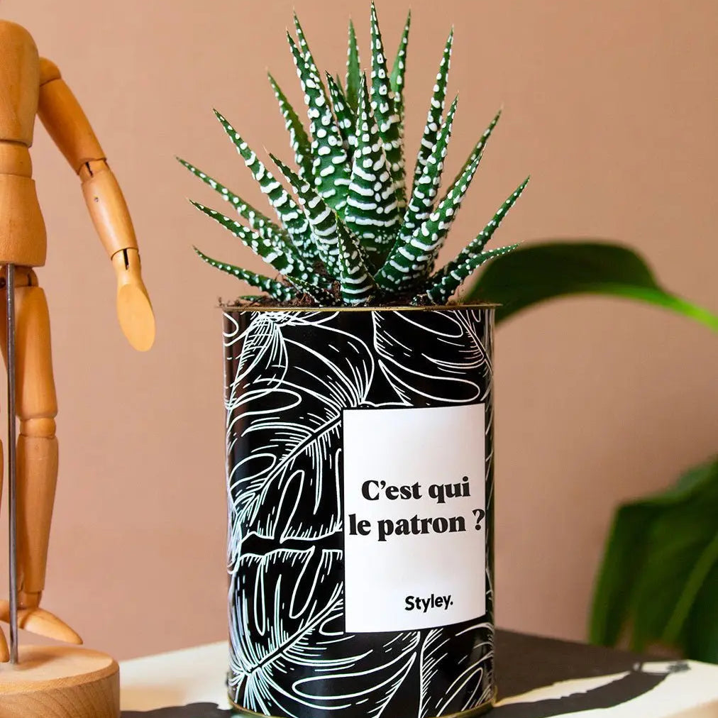Cactus et bien-être au travail
