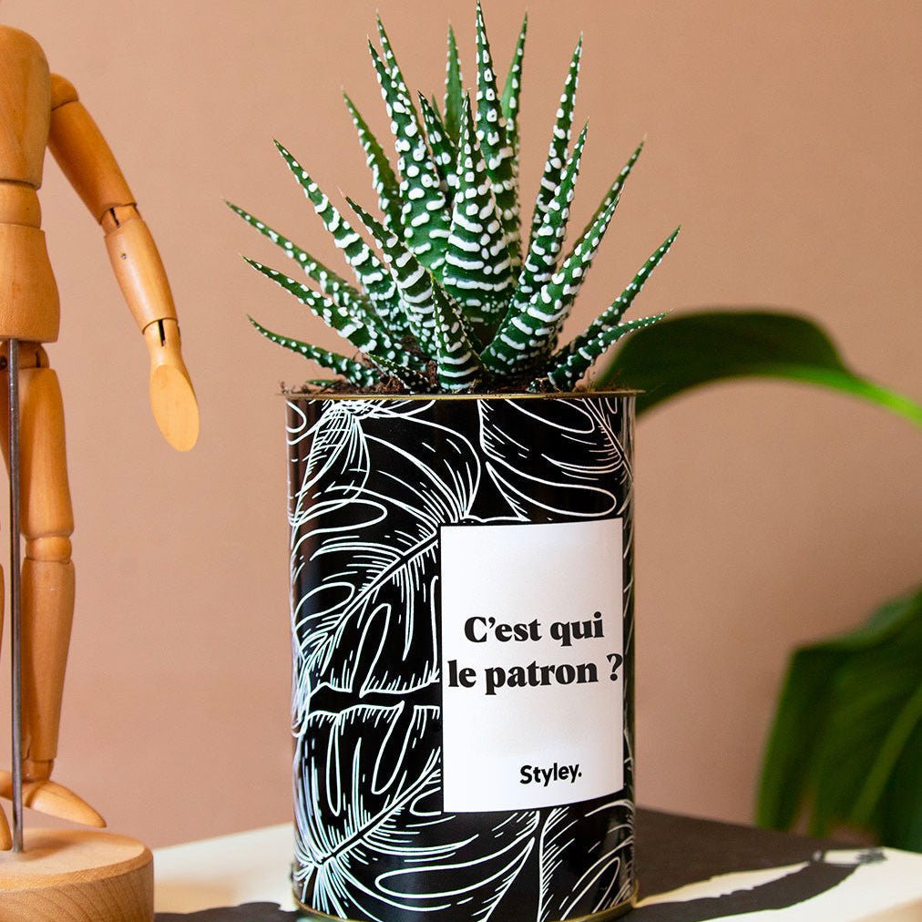 Cactus et bien-être au travail