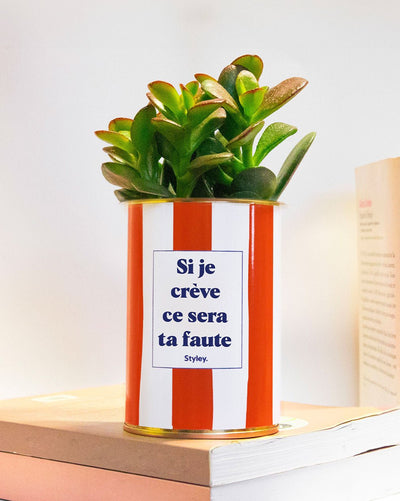 Comment entretenir une plante de Jade ?