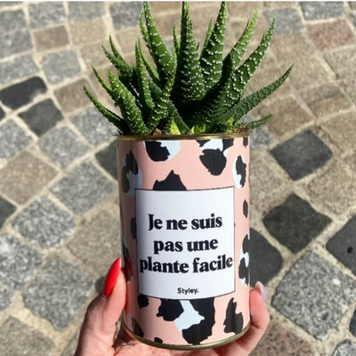 Haworthia : la succulente idéale en intérieur