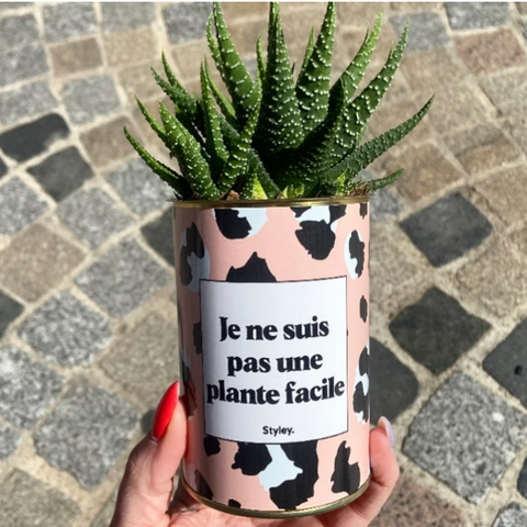 Haworthia : la succulente idéale en intérieur