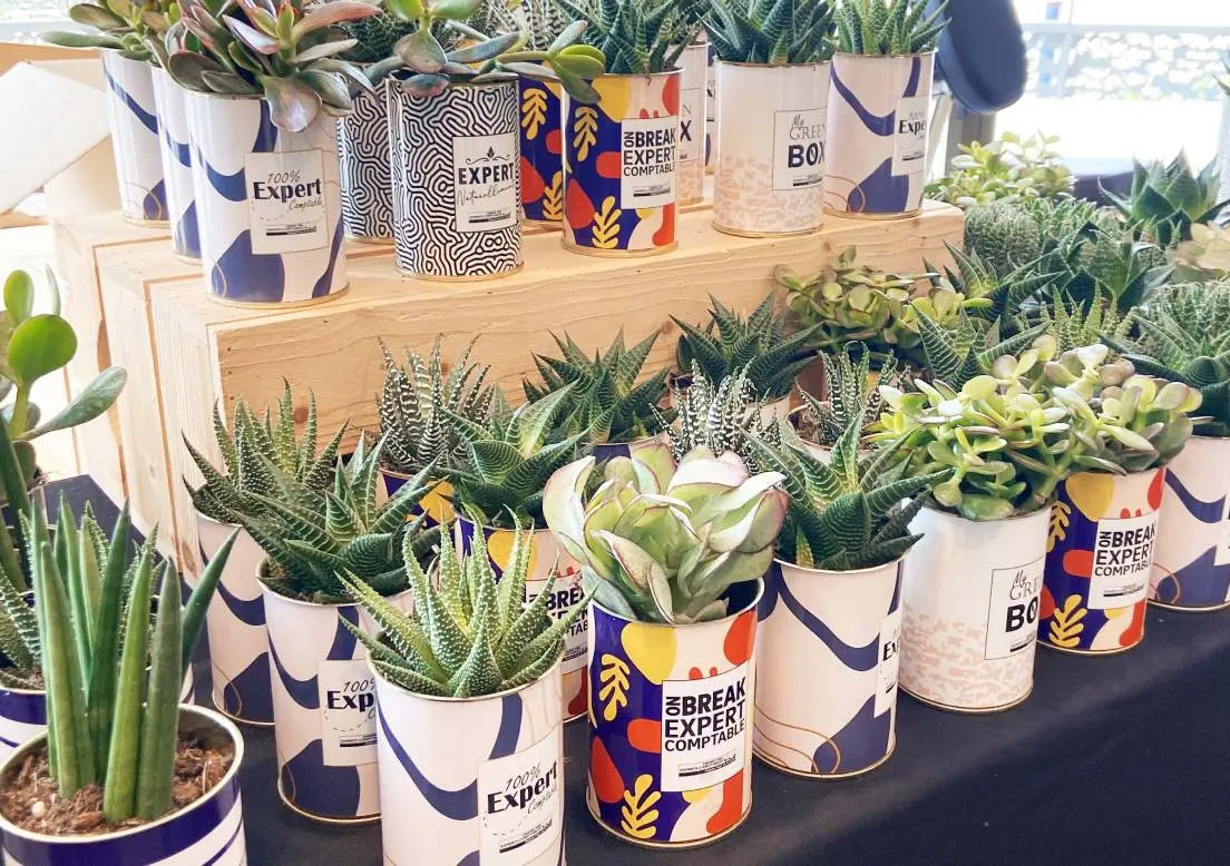 Vitrine d'une boutique avec les plantes Styley