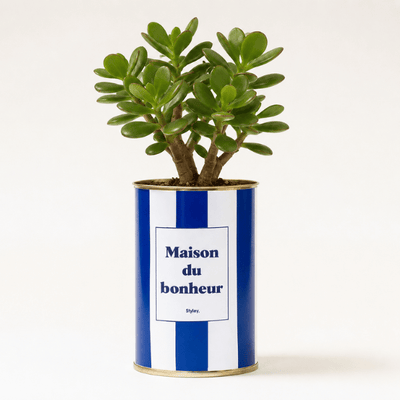 Arbre de jade (Crassula ovata)