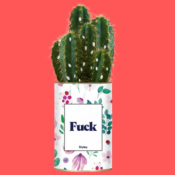 Comment éliminer les cochenilles ?