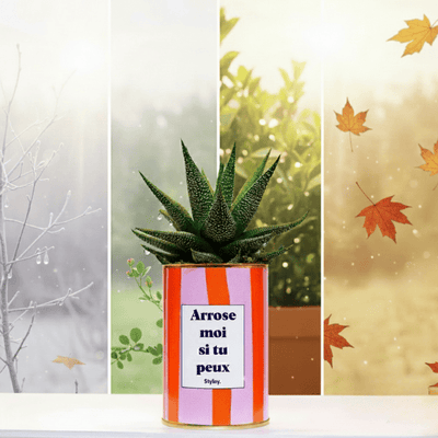 Comment bien arroser les plantes grasses en pot selon les saisons