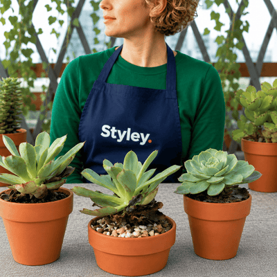 Dormance estivale des succulentes