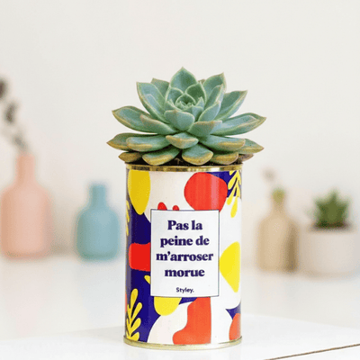 Echeveria : tout savoir sur cette succulente belle et facile