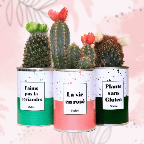 Cactus populaire