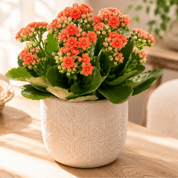 Kalanchoé : entretien, arrosage et floraison (guide complet)
