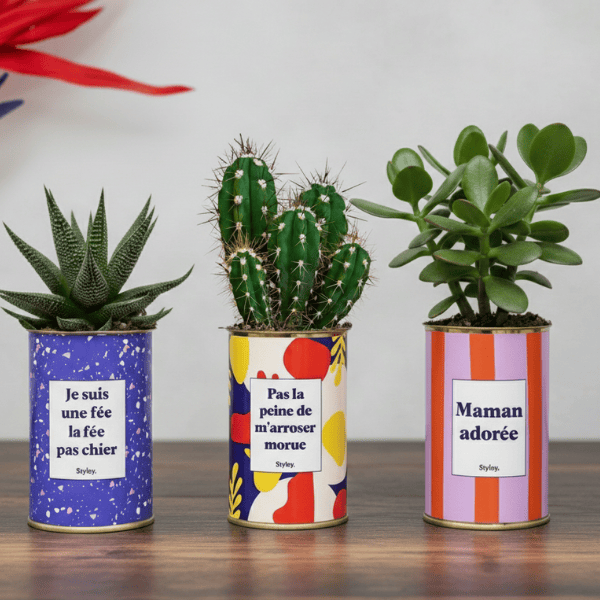 Les plantes d'intérieur faciles notre sélection pratique