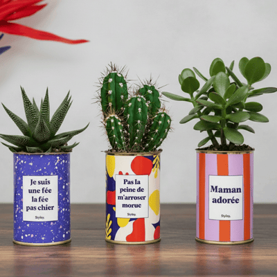 Les plantes d'intérieur faciles notre sélection pratique