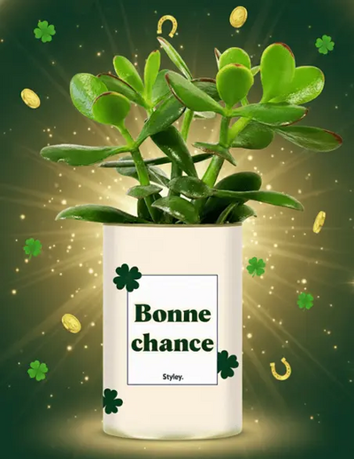 Plantes porte-bonheur  laquelle choisir 