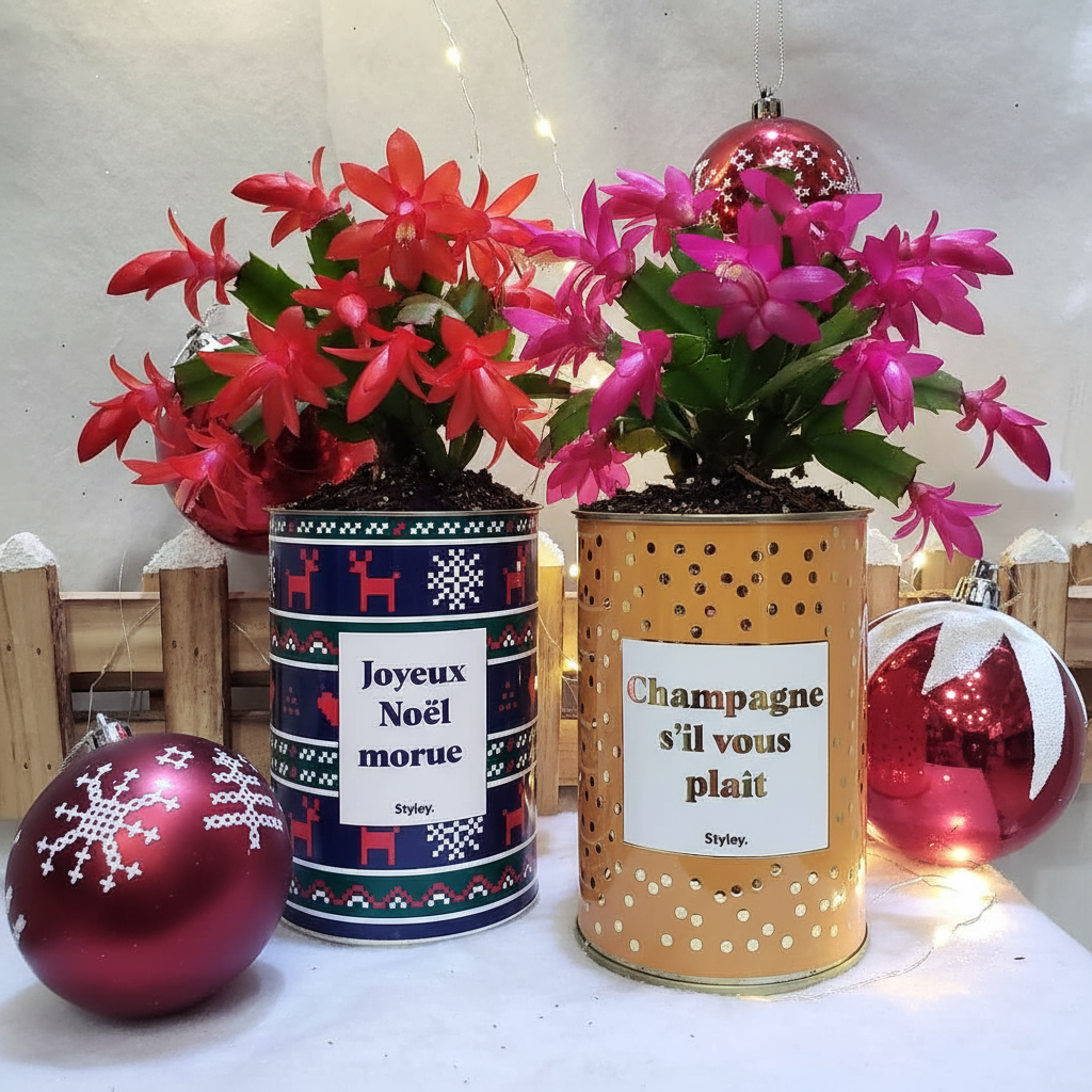 cactus de Noël
