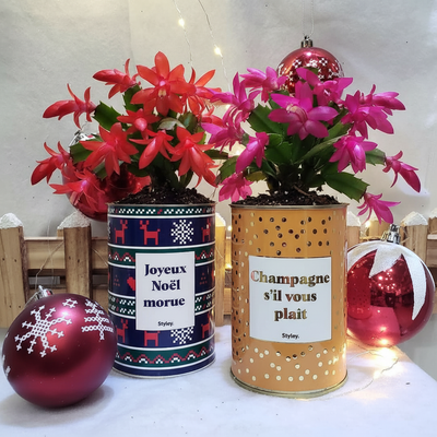 cactus de Noël
