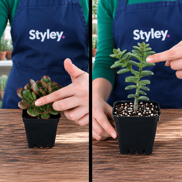 Succulente qui pousse en hauteur et s'allonge : pourquoi elle se déforme et comment la rattraper
