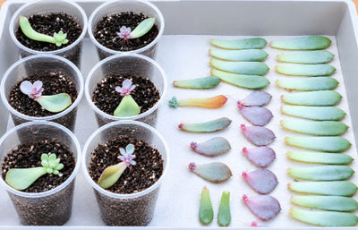 Bouturer une succulente à partir d'une feuille