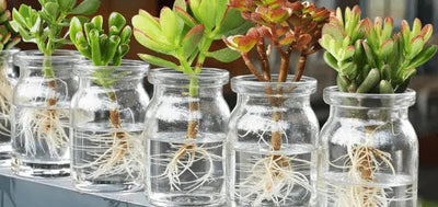 Comment bouturer une succulente dans l’eau (guide complet)