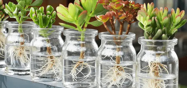 Comment bouturer une succulente dans l’eau (guide complet)
