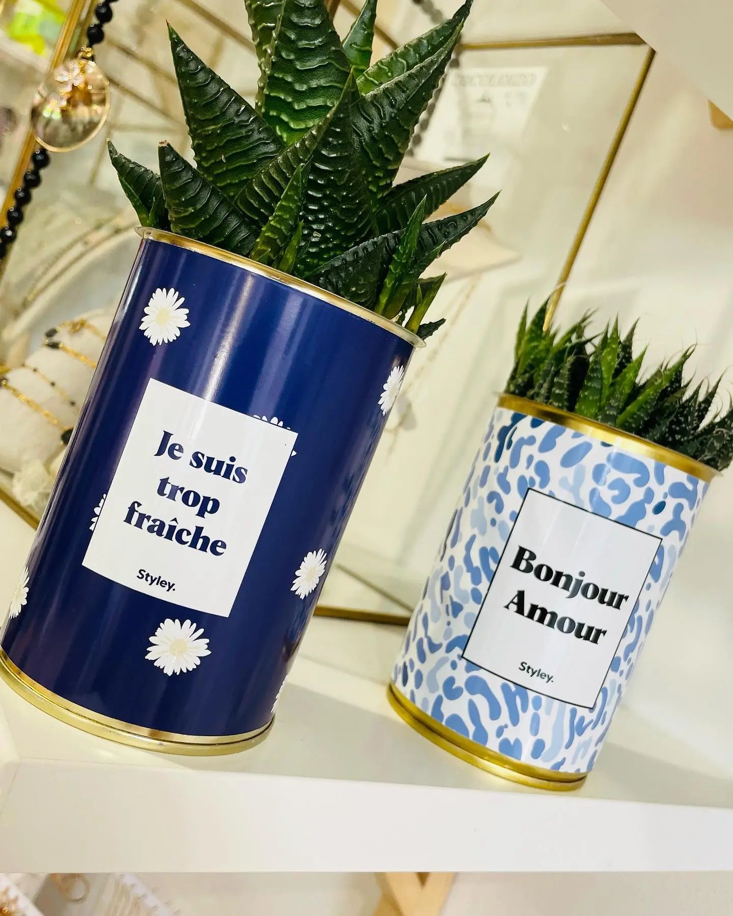 Tout savoir sur le cactus en cadeau