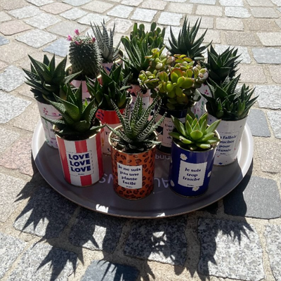 Cactus, succulentes et plantes grasses : quelles sont les différences ?
